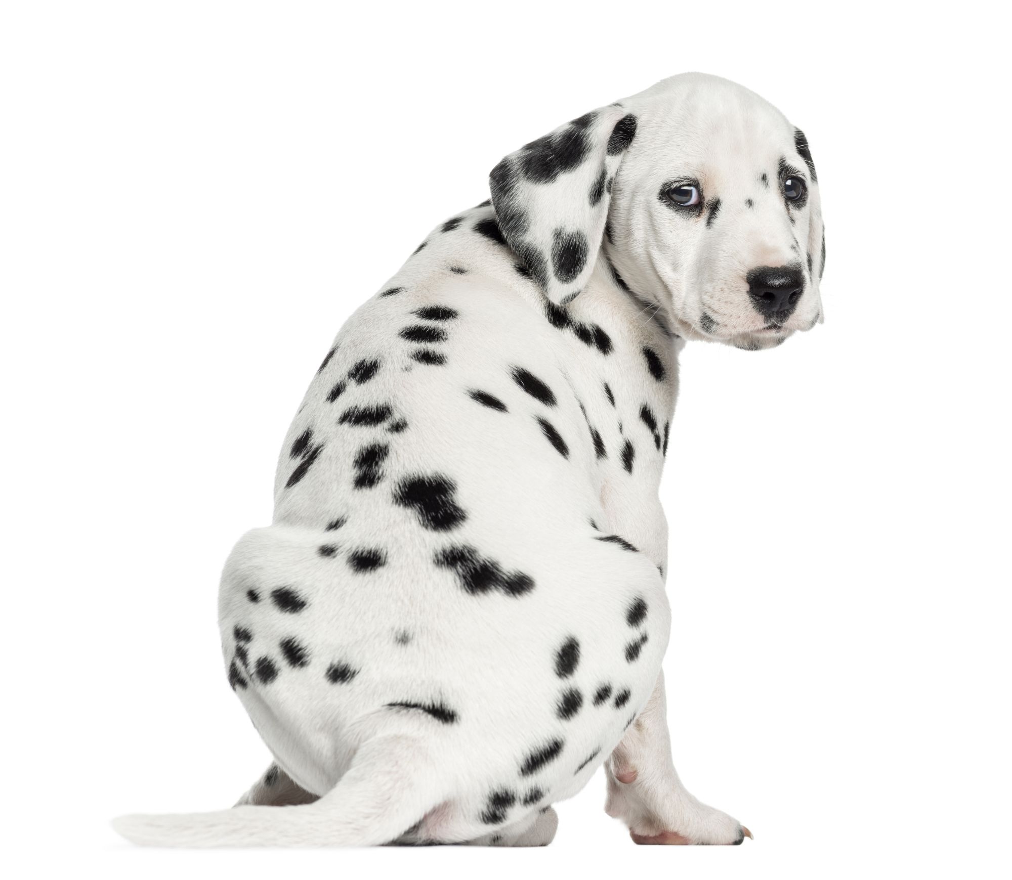 Chiropraktik Hund Preise Franziska Lange Tierarzt Rehabilitation